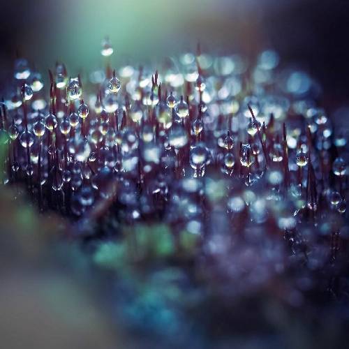 رضا خوش سلیقه من پیر عشقم گیر زنجیر عشقم